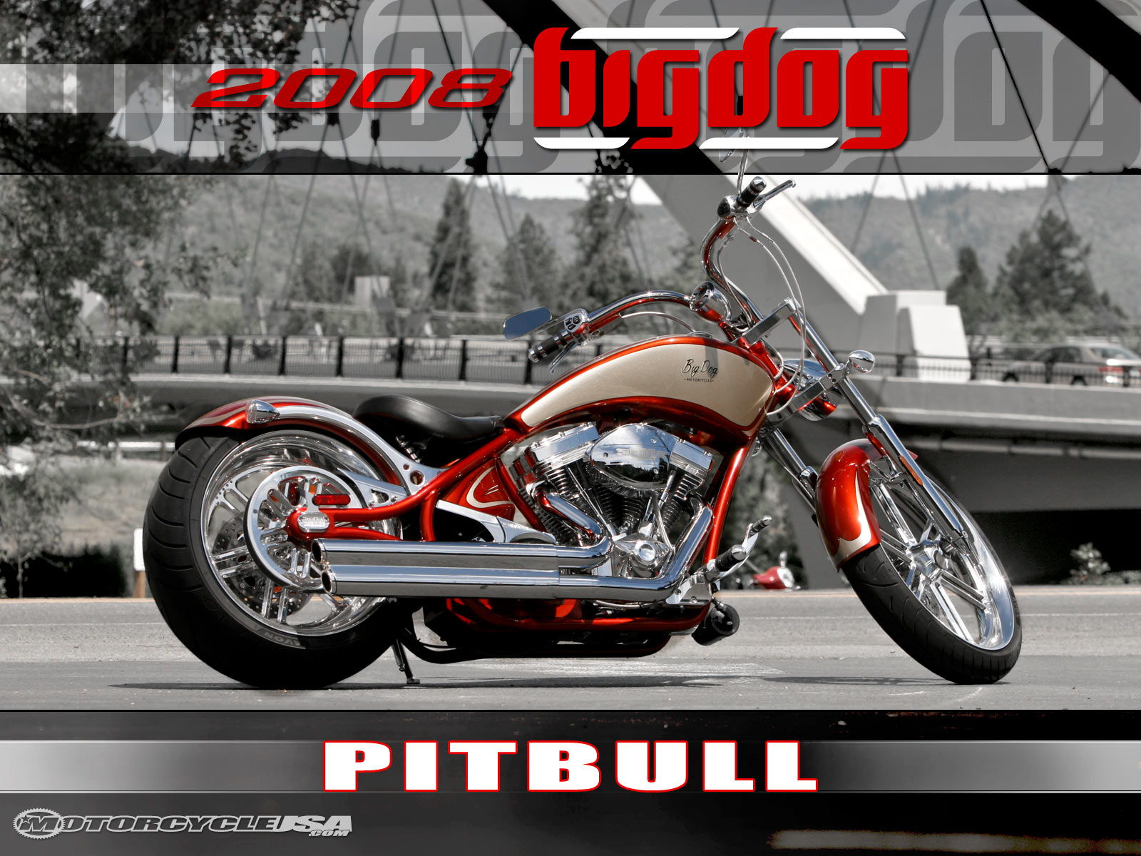Big Dog Pitbull 2011 #1
